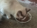 金赏（Golden prize）猫罐头170g大罐装 猫咪零食成猫通用金枪鱼营养猫罐头多口味 金枪鱼+虾仁*24罐 实拍图