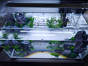 森森（SUNSUN）鱼缸水族箱超白玻璃水草缸造景桌面缸 超白500标配缸+假山造景 实拍图