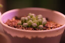 老蛙（LAOWA） 老蛙100mm F2.8 2倍放大全画幅百微超微距镜头 昆虫花卉人像 黑色【标配】 佳能微单RF卡口 实拍图