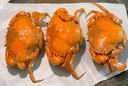 广东正宗头手黄油蟹 鲜活特大膏油蟹节送礼海鲜礼盒 1只头手黄油蟹（6两左右） 实拍图