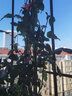 花友藤本月季花苗月季花树苗盆栽特大花苗庭院爬藤植物阳台蔷薇爬墙 我的心【爬藤】大苗 1-1.3米高度多分叉 实拍图