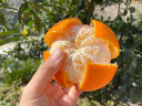 知鲜湾云南芦柑桔子柑橘特产橘子新鲜水果当季水果整箱5斤 实拍图
