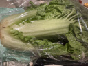 高山毛白菜350g 实拍图