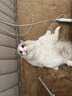 珑小宠 宠物电热毯狗狗宠物猫用加热垫取暖猫咪取暖器热垫暖垫狗用垫子 三档恒温款（40*45cm） 实拍图