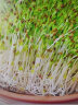 京研西蓝花种子西兰花椰菜花蔬菜种子青菜花西蓝花松花菜种籽 绿健西芽1号100克 晒单实拍图