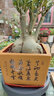 爵遇良品精品高档紫砂花盆四方盆景花盆方形老桩梅花松树盆罗汉松盆中国风 高脚四方-玉兰清香（明黄色） 大 实拍图