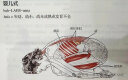 卫仕NOURSE 宠物乳钙片10片 狗狗钙片泰迪金毛幼犬钙粉大型犬健骨补钙试用装 乳钙片10片 实拍图