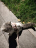 牵引绳猫咪小型犬狗兔绳狗链防挣脱背心式溜猫绳子猫链 粉色【小熊兔兔】 S码【推荐2-5斤】 实拍图