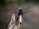 奥林巴斯（OLYMPUS）M.ZUIKO DIGITAL ED 100-400mm F5.0-6.3 IS 远摄变焦镜头 微单镜头 等效200-800mm 实拍图