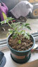 萌肉居驱蚊草天竺葵盆栽防蚊虫香叶香草绿植/驱蚊草+1加仑盆源头直发 实拍图