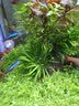 云峰海瑞 鱼缸造景真活体水草草坪水草种子鱼缸草缸造景水族箱装饰前景 金边钱菖蒲（高6cm）小方杯1杯 实拍图