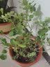 意轩【带花苞】欧月果汁阳台室内观花植物花卉盆栽四季开花月季 金丝雀【大苗】【带花苞发】 实拍图