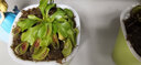 八目尚賞捕蝇草盆栽新奇趣味捕虫草食人花卉绿植食虫草新奇趣味捕蝇草 小猪笼草(简易盆发货)  带盆栽好 实拍图