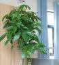 京东绿植步步高发财树大棵盆栽客厅室内大型绿植物绿植造型招财树源头直发 实拍图