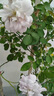 花友藤本月季花苗月季花树苗盆栽特大花苗庭院爬藤植物阳台蔷薇爬墙 粉色达芬奇【爬藤】大苗 1-1.3米高度多分叉 实拍图