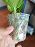 欧悟 蝴蝶兰花苗盆栽室内观花植物桌面阳台年宵花卉四季开花绿植花卉 帝王蝴蝶兰+透明原盆+原土 实拍图