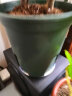 德沃多肥料 环球加仑花盆5号塑料树脂多肉吊兰绿萝月季阳台家用大号北欧风格 实拍图