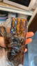 荣业五花腊肉广式腊肉广东特产广式腊味精选五花肉自制 【匠心制作】五花腊肉250g 实拍图