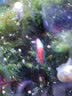 卡奇鱼 胎生鱼 玛丽球鱼热带观赏鱼淡水鱼活体鱼宠物鱼宠物活体丽丽曼龙 8种胎生鱼各2条 实拍图