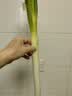 大葱约1kg 实拍图