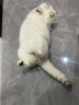 网易严选 全价冻干双拼猫粮宠物主粮幼猫成猫全价天然无谷粮猫咪食品1.8kg 实拍图