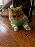 欢宠网宠物猫咪狗狗衣服小狗猫衣服泰迪柯基比熊小型犬小猫幼犬猫猫衣服 实拍图