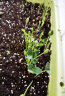 美乐棵 多肉营养土6L/袋 家庭园艺多肉植物专用土花土肥料 办公室阳台桌面盆栽种植土 实拍图