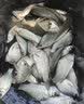 渔家傲经典老三样饵料野钓鲫鱼鲤鱼水库通杀钓鱼鱼饵秋冬专用腥香饵料 老三样450克【1包】 实拍图