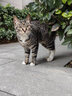 吉芙无谷冻干全价猫粮益生菌猫主粮成幼猫全阶段宠物猫咪营养食品 尝鲜装50g 实拍图