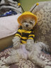 嬉皮狗春秋狗狗小蜜蜂衣服泰迪约克夏小型幼犬可爱带帽包肚衣雨衣家居服 春款#黄黑小蜜蜂卫衣 M(建议体重5-8斤) 实拍图