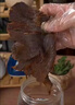 农香森手撕卤牛肉干500g蜜汁味老卤牛肉片即食健身代餐熟食下酒菜牛腱子 实拍图
