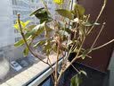 开时果 四季桂花树苗盆栽老桩浓香型花卉 室内植物客厅阳台好养绿植盆景 【家居点缀】精品桂花/40-50cm+宽条纹瓷盆 基地直发 实拍图