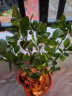 开时果 四季金桔盆栽可食用（带果发货）年桔树苗植物好活花卉年宵绿植 原生盆（4年30-40cm） （加享 卡片1套+肥料） 实拍图