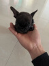 桓瑞宠物法牛犬幼犬幼崽法国斗牛犬纯种宠物狗狗活体犬舍直销中型犬保健康 宠物级 宠物级B款 公 实拍图