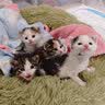 喵丽丝猫窝保暖冬季半封闭式狗窝小型犬可拆洗猫屋大号四季通用猫窝猫床 小熊棉窝【可拆可洗 加绒加厚】 L码（40*50*40cm） 实拍图