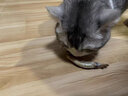 雅礼颂宠物猫咪零食多春鱼淡水满籽小鱼虾冻干幼猫磨牙营养增肥 【满籽款约20~30条】100g 实拍图