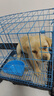 果粒之星纯种拉布拉多犬活体宠物狗拉布拉多幼犬导盲犬寻回犬大型犬 宠物级 实拍图
