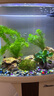 云峰海瑞黑壳虾清洁虾观赏虾 鱼缸水族箱水草缸清洁除藻淡水 虾螺蟹清洁套餐A 实拍图