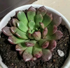 绿荫巷子多肉植物组合套餐肉肉室内植物办公室电脑桌面盆栽好养活小盆栽 【吹雪之松锦】带花锦 含瓷盆+托 实拍图
