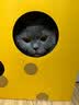新宠之康宠物猫咪狗狗体内外同驱虫药驱除防治跳蚤耳螨虱子螨虫寄生虫药 【内外同驱滴剂】狗狗＞4-10kg 1ml*3支 实拍图