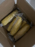 果园汇 香甜软糯东北黄玉米棒8根装真空包装单根200g起新鲜黄玉米棒 实拍图
