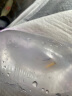 卡奇鱼 斑马鱼 淡水鱼 观赏鱼 小型鱼 热带鱼 蝶翼斑马荧光斑马好养易活 红蝶翼斑马2条（3-4cm） 实拍图
