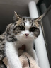 KINGJERRY金吉瑞幼猫专用粮1-12月幼猫奶糕猫粮牛初乳益生元蛋黄猫粮1.25kg 鸡肉味幼猫6包共15斤囤货装 实拍图