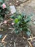 盆栽茶花苗 山茶花苗绿植花卉盆栽四季好养茶花树苗盆栽耐寒花卉观花植物室内花卉绿植开花不断 不含盆 七仙女 4年苗【当年开花】 实拍图
