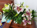 悦多彩AB级优质香水百合 家庭办公室各色生活鲜花 昆明基地 现采直发 百合组合20朵（粉色/白色各10朵） 实拍图