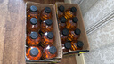 中沃（ZHONGWO）26年新货中沃体质能量1升血橙菠萝番石榴百香果牛饮整箱装 牛磺酸原味（7月新货） 1升*16瓶 实拍图