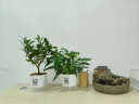 墨一茶花盆栽带花苞四季茶花苗室内外阳台 茶花透明吸水盆源头直发 实拍图