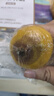 晨木鲜生四川黄柠檬 新鲜大果黄柠檬 水果 精选4枚装（60-100g) 实拍图