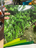 花沃里四季大叶香菜种子10g约1000粒 蔬菜种子秋冬季菜籽绿叶菜速成菜 实拍图