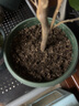 爱丽思（IRIS）营养土多肉土花土绿萝栽培土培养土有机花土大包通用 腐叶土14L 实拍图